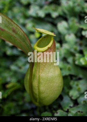 Fleischfressende Affentassen Pflanze, tropische Kannenpflanzen, Nepenthes mirabilis Ventrata, Nepenthes Alata Khasiana Stockfoto