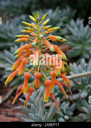 Nahaufnahme Orangenblume von Seife Aloe suprafoliata, Buch Aloe maculata, boekaalwyn Pflanzen mit weichem selektiven Fokus für hübschen Hintergrund, Makrobild, d Stockfoto