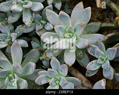 Großansicht Sukkulenten Pflanzen Graptopetalum paraguayense Mutter der Perlpflanze oder Purple Geister Pflanze, Delight, Pentandrum superbum, Purple Haze, murasaki, Stockfoto