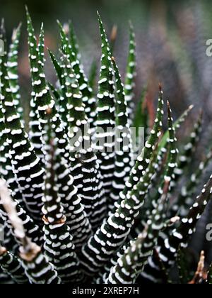 Saftige Zebrapflanze, Haworthia Aloe Vera, Perlenpflanze, Zebrakaktus, Sternfenster, Kissen Aloe, Haworthia fasciata südafrikanischer Sukkulent ist Familie Stockfoto