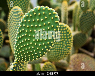 Cactus Bunny Ohr Pflanze Opuntia Microdasys, Opuntioid Kakteen, Herzform, indische Feige, glatte Berg-Feigenbirne, Mission Kactus, Nopal, fic Stockfoto