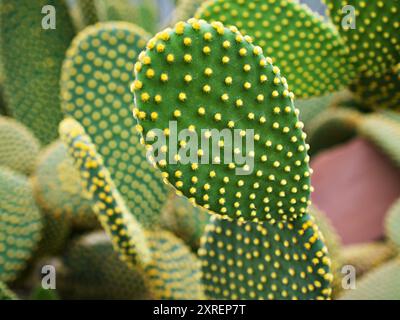 Cactus Bunny Ohr Pflanze Opuntia Microdasys, Opuntioid Kakteen, Herzform, indische Feige, glatte Berg-Feigenbirne, Mission Kactus, Nopal, fic Stockfoto