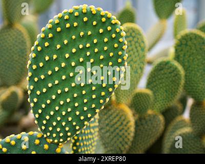 Cactus Bunny Ohr Pflanze Opuntia Microdasys, Opuntioid Kakteen, Herzform, indische Feige, glatte Berg-Feigenbirne, Mission Kactus, Nopal, fic Stockfoto