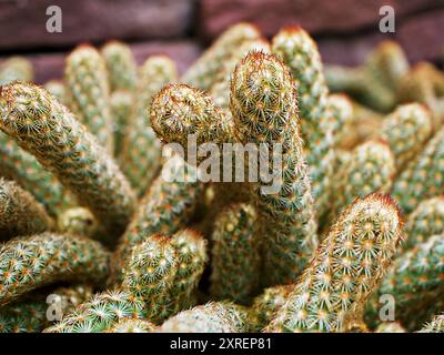 Makrokaktus Mammillaria elongata Rubra Kupfer King, Goldspitze Kakteen goldene Sterne, Frauenfinger Wüstenpflanzen mit weichem selektiven Fokus Hintergrund, A Stockfoto