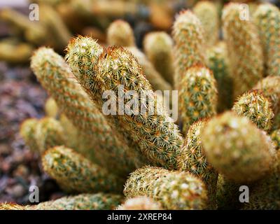 Makrokaktus Mammillaria elongata Rubra Kupfer King, Goldspitze Kakteen goldene Sterne, Frauenfinger Wüstenpflanzen mit weichem selektiven Fokus Hintergrund, A Stockfoto