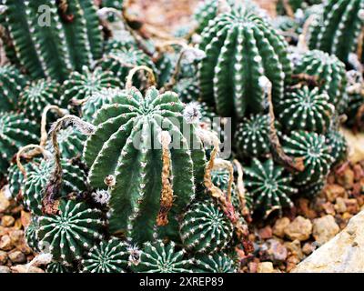 Echinocactus grusonii, goldenes Schwiegerkissen, Sitz, goldener Ball Kaktus. Kalifornischer Fasskaktus in der Familie Cactaceae, Caryophyllales A Stockfoto