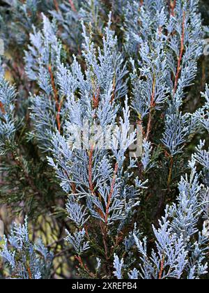 Nahaufnahmeblatt von Chamaecyparis lawsoniana, Sawara Cypress, Lawson's Cypress, Cupressaceae Stockfoto