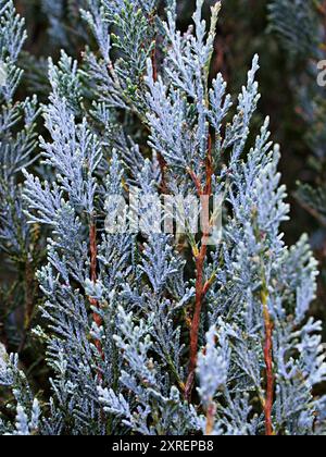 Nahaufnahmeblatt von Chamaecyparis lawsoniana, Sawara Cypress, Lawson's Cypress, Cupressaceae Stockfoto