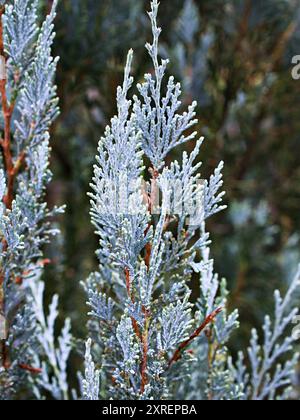 Nahaufnahmeblatt von Chamaecyparis lawsoniana, Sawara Cypress, Lawson's Cypress, Cupressaceae Stockfoto