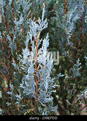 Nahaufnahmeblatt von Chamaecyparis lawsoniana, Sawara Cypress, Lawson's Cypress, Cupressaceae Stockfoto