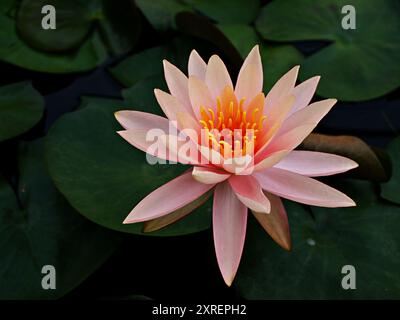 Gelbe Blume Seerose Nymphaea nouchali var. Caerulea, ägyptische Lotuspflanzen, Nymphaeaceae Stockfoto