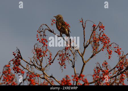 Ein braunohriger Bulbul (Hypsipetes amaurotis) isst Beeren in einem Park in Kanagawa, Japan. Stockfoto