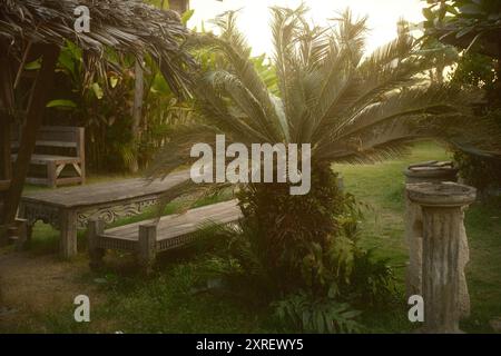 Eine cycas- oder Cycadaceae- oder Sagopalme in einem tropischen Garten im Garten mit Holzmöbeln und rustikalen Vintage-Dekorationselementen Stockfoto