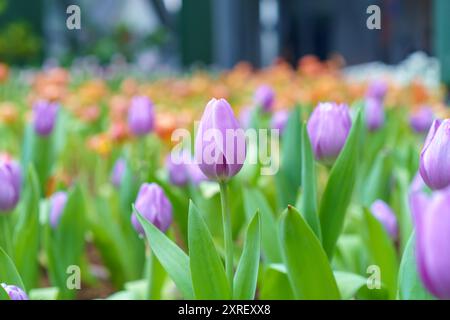 Verschiedene Arten und Farben der Blüten einer Tulpe im Garten gemischt in, bunte Tulpenblüten Hintergrund im Garten Stockfoto