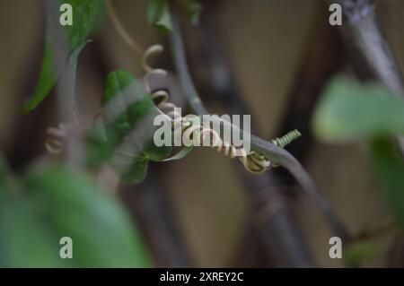 Fotografía macro de distintas hojas y flores Stockfoto