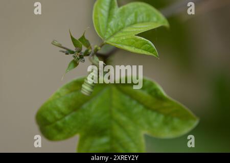 Fotografía macro de distintas hojas y flores Stockfoto