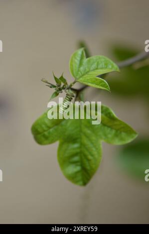 Fotografía macro de distintas hojas y flores Stockfoto