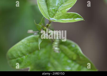 Fotografía macro de distintas hojas y flores Stockfoto