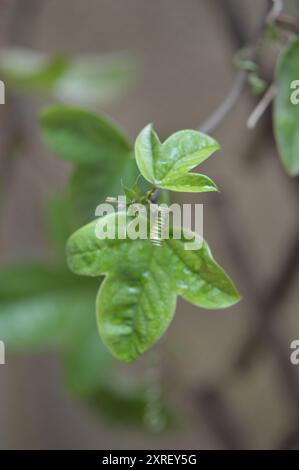 Fotografía macro de distintas hojas y flores Stockfoto