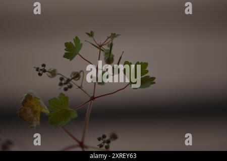 Fotografía macro de distintas hojas y flores Stockfoto