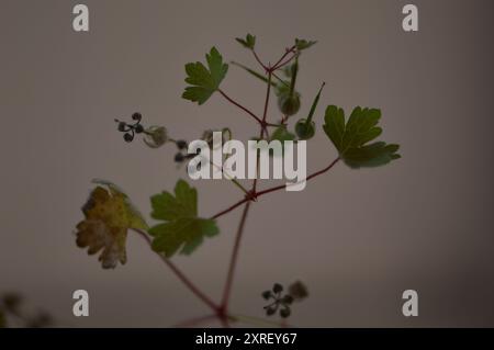 Fotografía macro de distintas hojas y flores Stockfoto