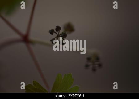 Fotografía macro de distintas hojas y flores Stockfoto