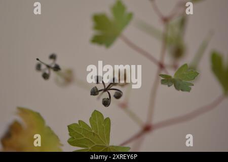 Fotografía macro de distintas hojas y flores Stockfoto