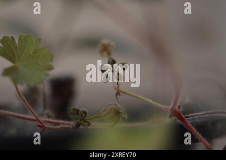 Fotografía macro de distintas hojas y flores Stockfoto