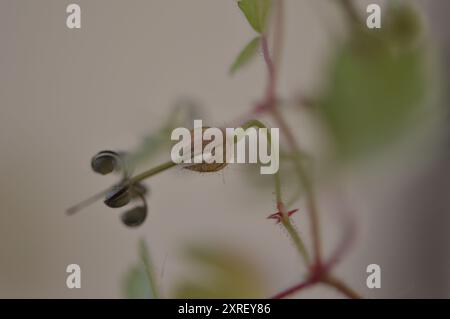 Fotografía macro de distintas hojas y flores Stockfoto