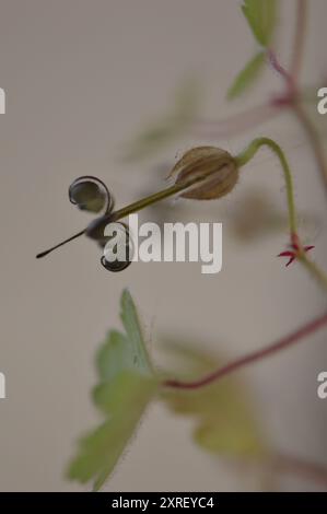 Fotografía macro de distintas hojas y flores Stockfoto