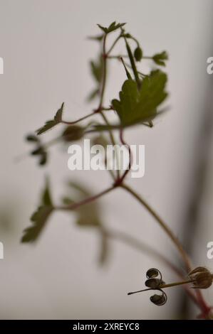 Fotografía macro de distintas hojas y flores Stockfoto