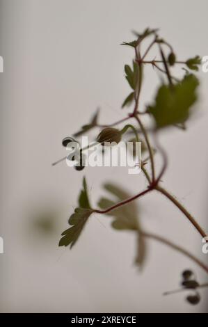 Fotografía macro de distintas hojas y flores Stockfoto