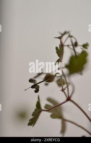 Fotografía macro de distintas hojas y flores Stockfoto