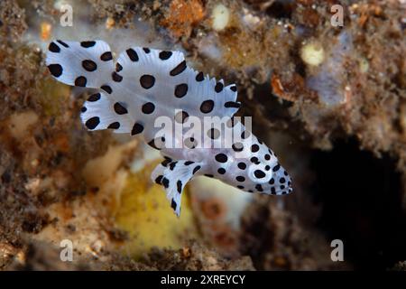 Cromileptes altivelis schwimmt in der Lembeh-Straße in Indonesien. Dieser wunderschöne Fisch hat ein einzigartiges Schwarz-weiß-Muster. Stockfoto