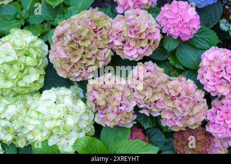 Hydrangea macrophylla hellrosa Blumenkopf-Nahaufnahme. Rosa Blüte von Hortensia. Französische Hortensie blühende Pflanze. Stockfoto