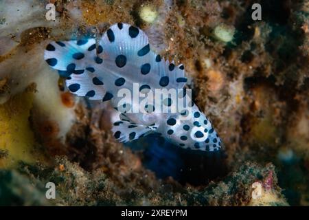 Cromileptes altivelis schwimmt in der Lembeh-Straße in Indonesien. Dieser wunderschöne Fisch hat ein einzigartiges Schwarz-weiß-Muster. Stockfoto