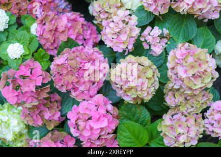 Hydrangea macrophylla hellrosa Blumenkopf-Nahaufnahme. Rosa Blüte von Hortensia. Französische Hortensie blühende Pflanze. Stockfoto