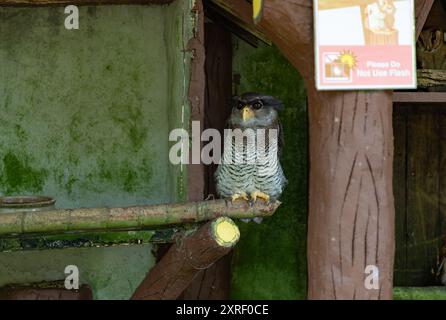 Ein Bild von einer vergitterten Uhu im KL Bird Park. Stockfoto