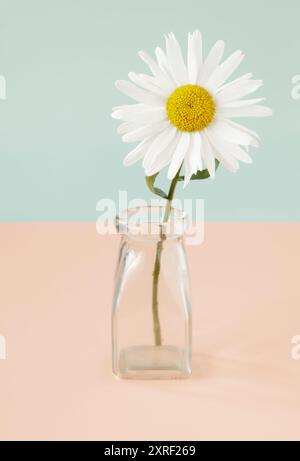 Ein Leukantheme [Weißer Ritter] in Glasvase auf duofarbenem Hintergrund Stockfoto