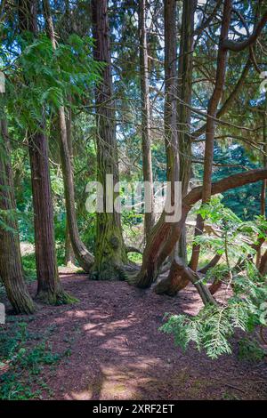 Port Orford Cedar oder Lawson Cypress (Chamaecyparis lawsoniana), Cupressacaea. Großer Nadelbaum, Zierpflanze. Schloss Sammezzano, Toskana, Stockfoto