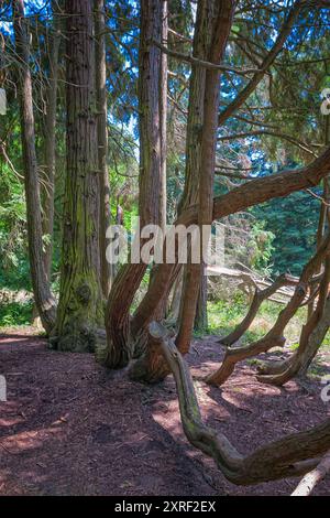 Port Orford Cedar oder Lawson Cypress (Chamaecyparis lawsoniana), Cupressacaea. Großer Nadelbaum, Zierpflanze. Schloss Sammezzano, Toskana, Stockfoto