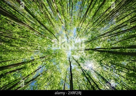 Ein atemberaubender Blick auf ein pulsierendes Walddach, beleuchtet von warmem Sonnenlicht, das durch üppig grüne Blätter filtert Stockfoto