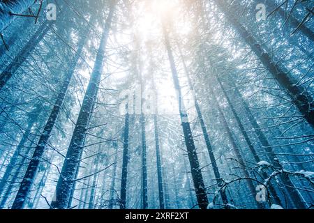 Hohe Tannen unter weißem Schnee. Raureif auf den Kiefern. Winterliche Waldlandschaft Stockfoto
