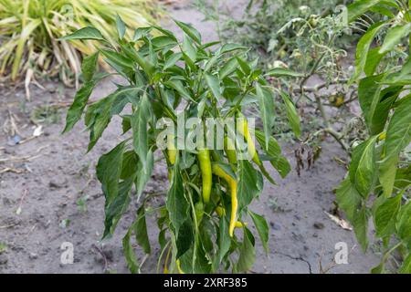 Eine heiße Pfefferschote auf einem grünen Busch, der im Garten wächst. Grüner, heißer Pfeffer reift auf dem Busch. Die Erntezeit in der Ukraine Stockfoto