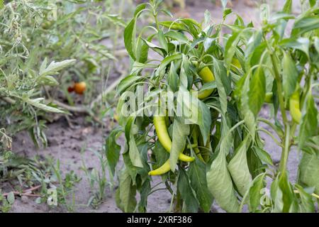 Eine heiße Pfefferschote auf einem grünen Busch, der im Garten wächst. Grüner, heißer Pfeffer reift auf dem Busch. Die Erntezeit in der Ukraine Stockfoto