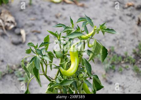 Eine heiße Pfefferschote auf einem grünen Busch, der im Garten wächst. Grüner, heißer Pfeffer reift auf dem Busch. Die Erntezeit in der Ukraine Stockfoto