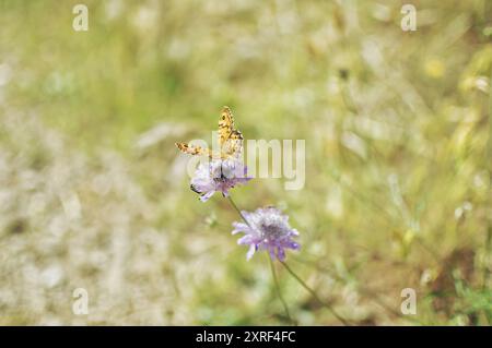 Fotografía macro de una mariposa amarilla encima de una flor ázul Stockfoto