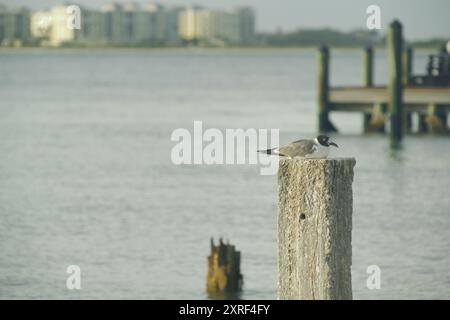 Möwe sitzt auf einem Pfosten und schaut rechts mit einem Pier und Bajwater im Hintergrund. Blauer Himmel mit weißen Wolken und ruhigem Wasser am St Pete Beach Florida Stockfoto