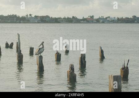 Pelican sitzt auf einem Pfosten und sieht nach links mit mehreren alten Pier Pfosten und Baywater im Hintergrund. Blauer Himmel mit weißen Wolken und ruhigem Wasser Stockfoto