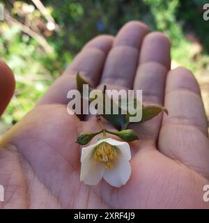 Fotografía macro de distintas flores Stockfoto